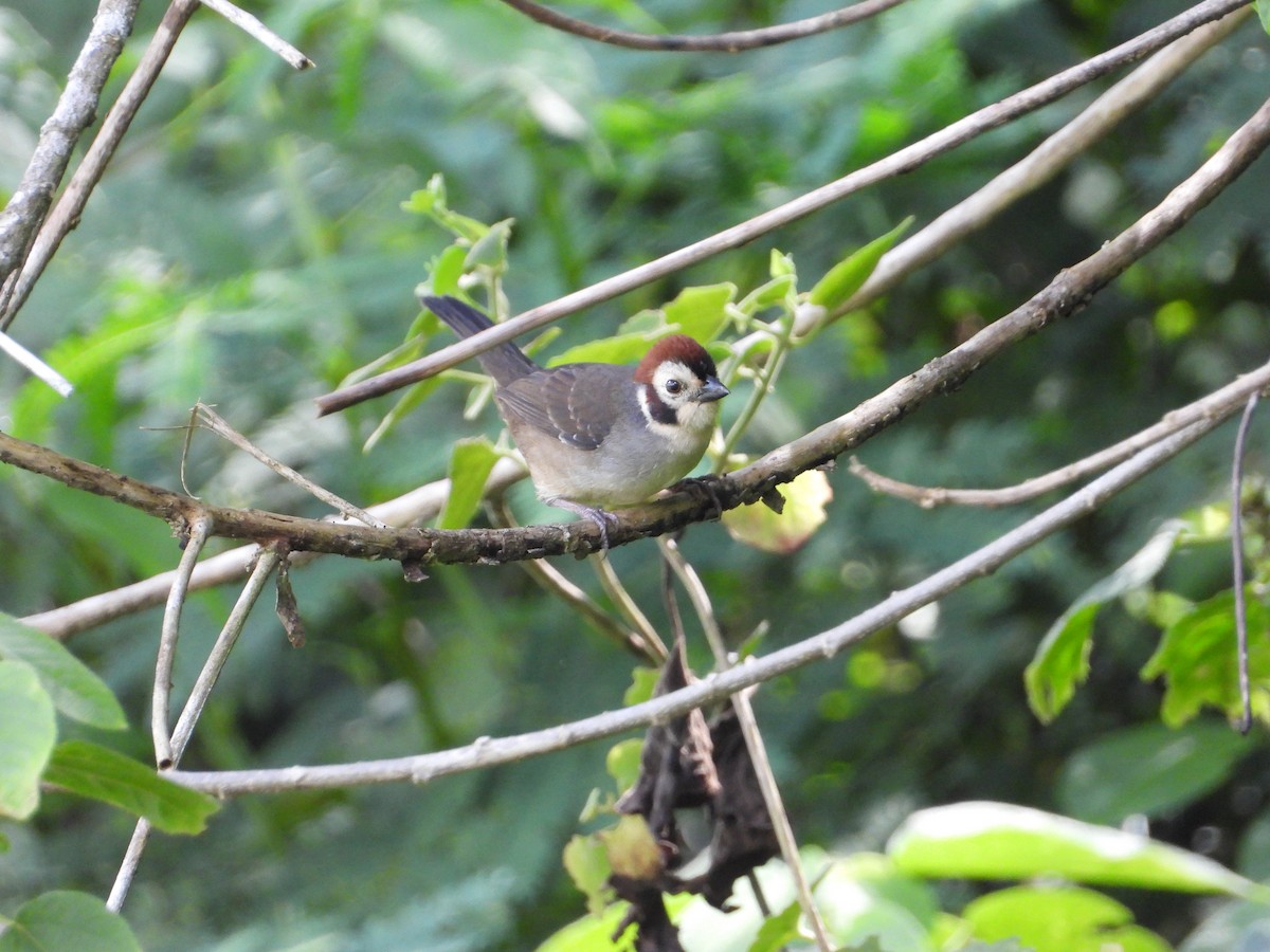 Brown Jay - ML371706721