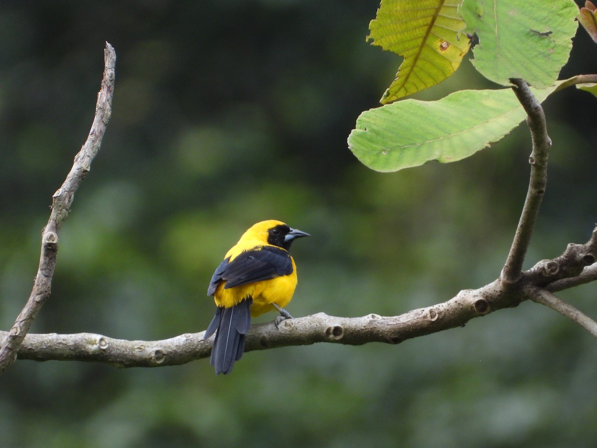 Yellow-backed Oriole - ML371706801