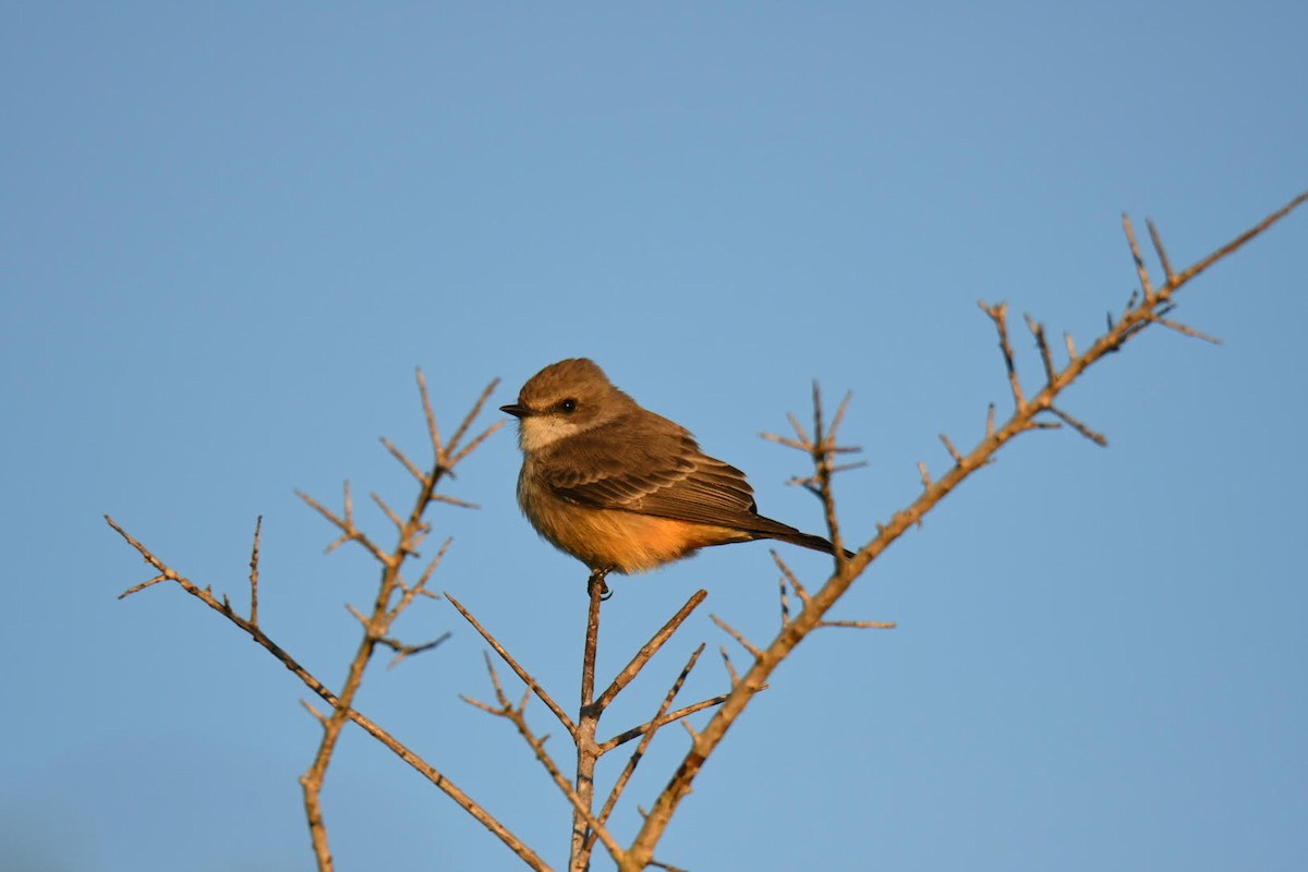 Vermilion Flycatcher - ML371708951