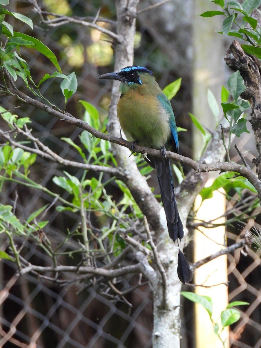 Motmot de Lesson - ML371710521