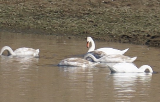 Mute Swan - ML371711971