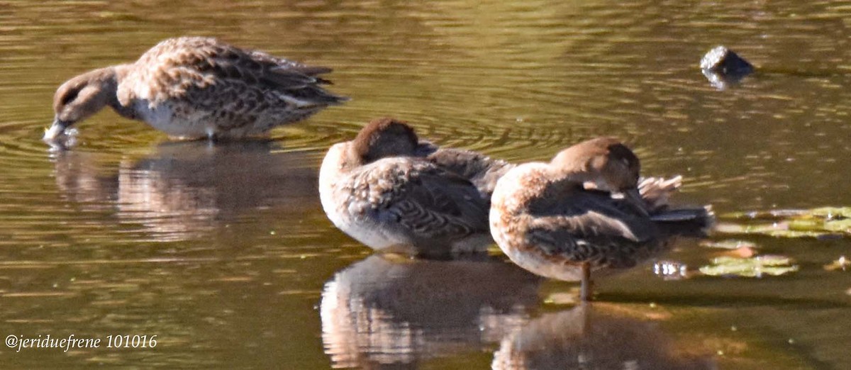 Green-winged Teal - ML37171201