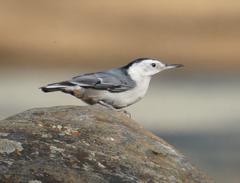 White-breasted Nuthatch - ML371712901