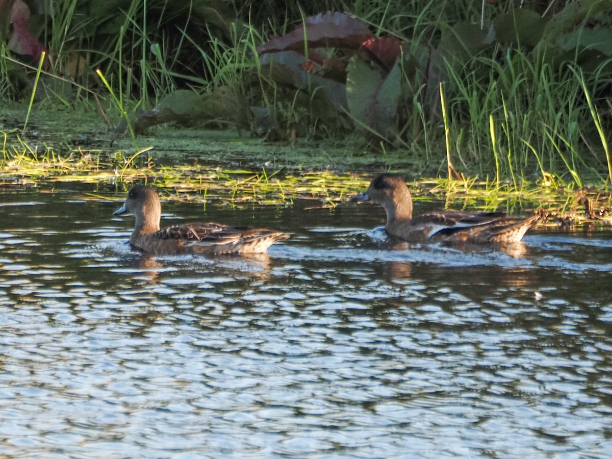 American Wigeon - ML371713091