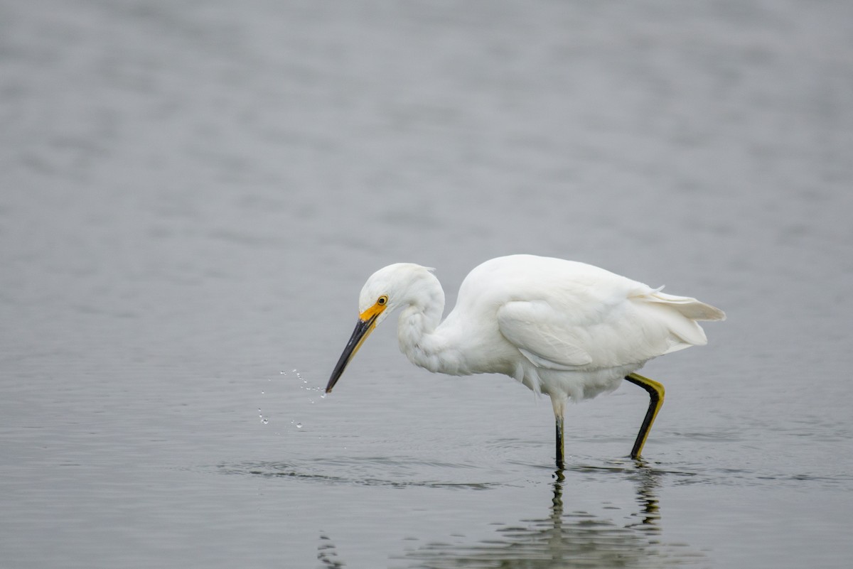 Snowy Egret - ML371714001