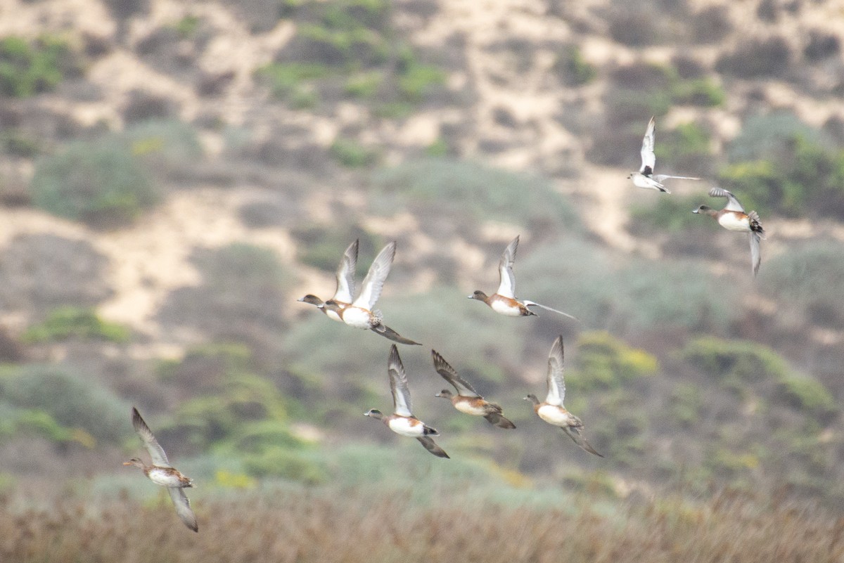 American Wigeon - ML371714221