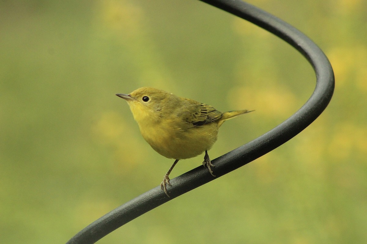 Yellow Warbler - Mariana Outlaw