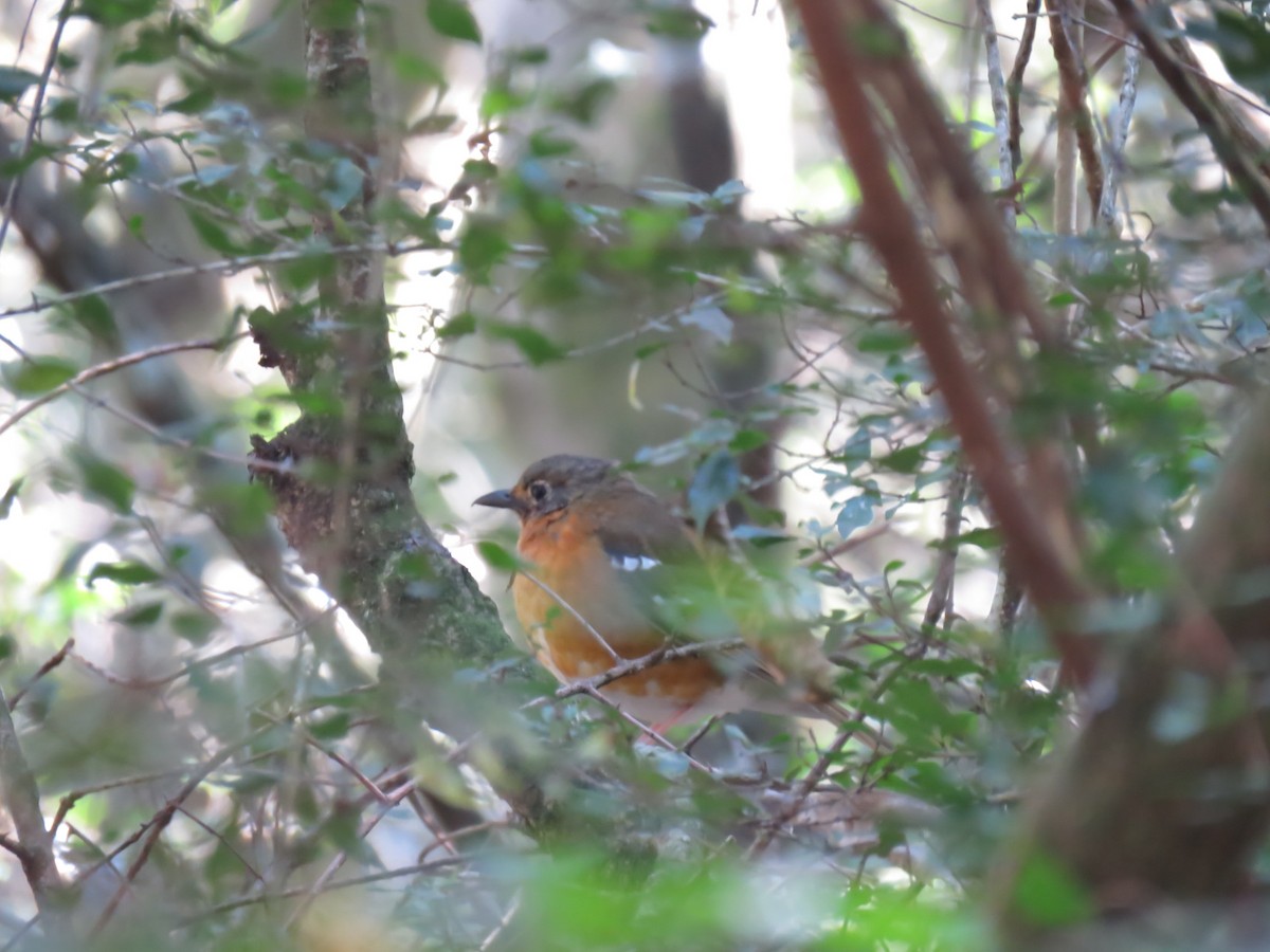 Orange Ground-Thrush - Simon RB Thompson