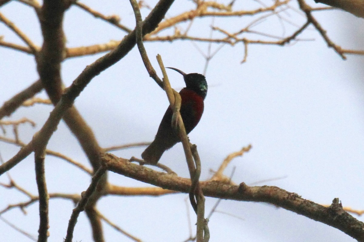 Superb Sunbird - ML37171751