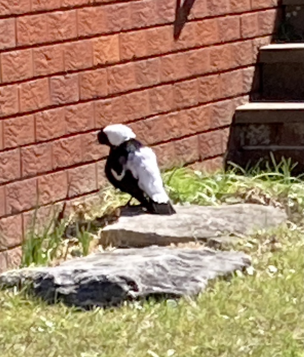 Australian Magpie (Black-backed x White-backed) - ML371718651