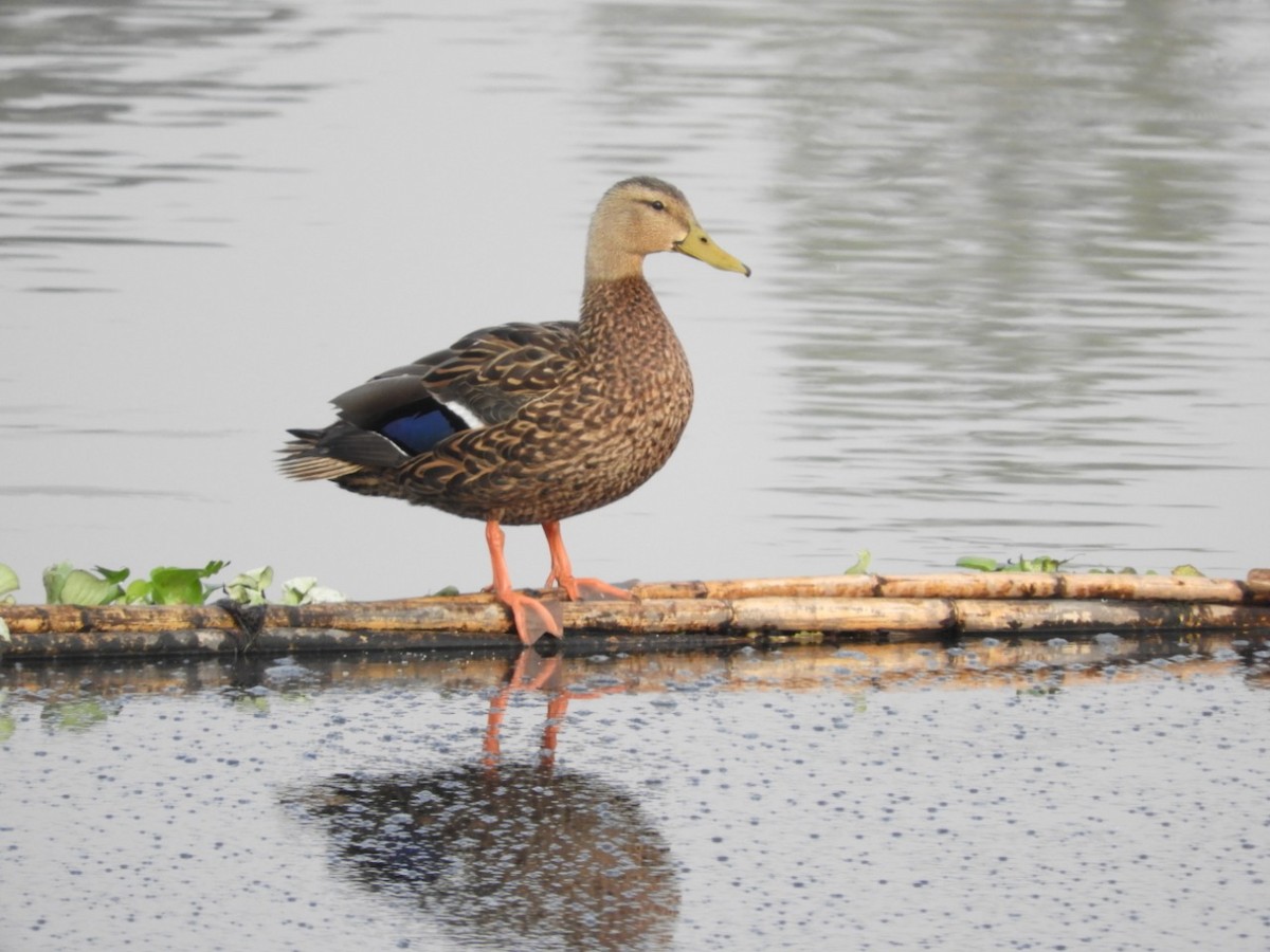 Mexican Duck - ML371718731