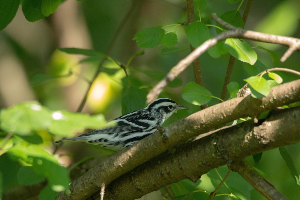 Black-and-white Warbler - ML371718891