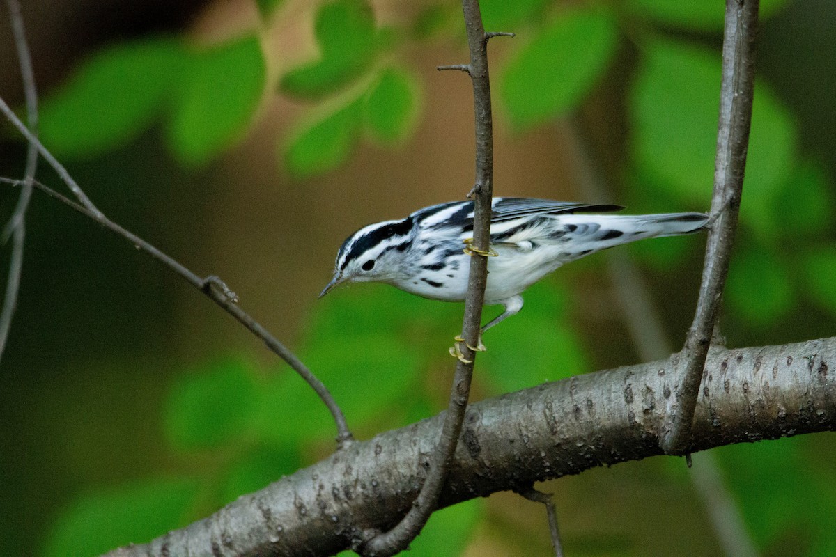 Black-and-white Warbler - ML371718931