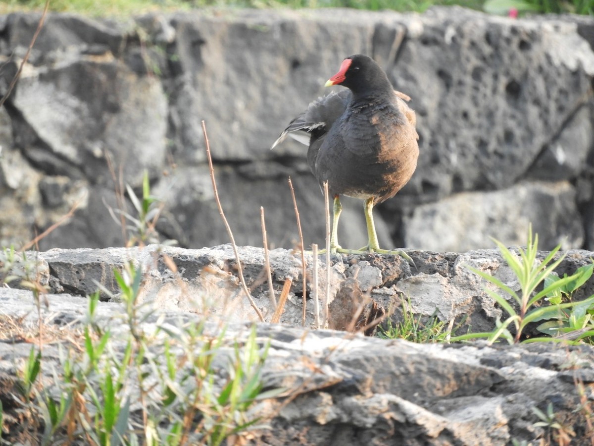 Common Gallinule - ML371718951