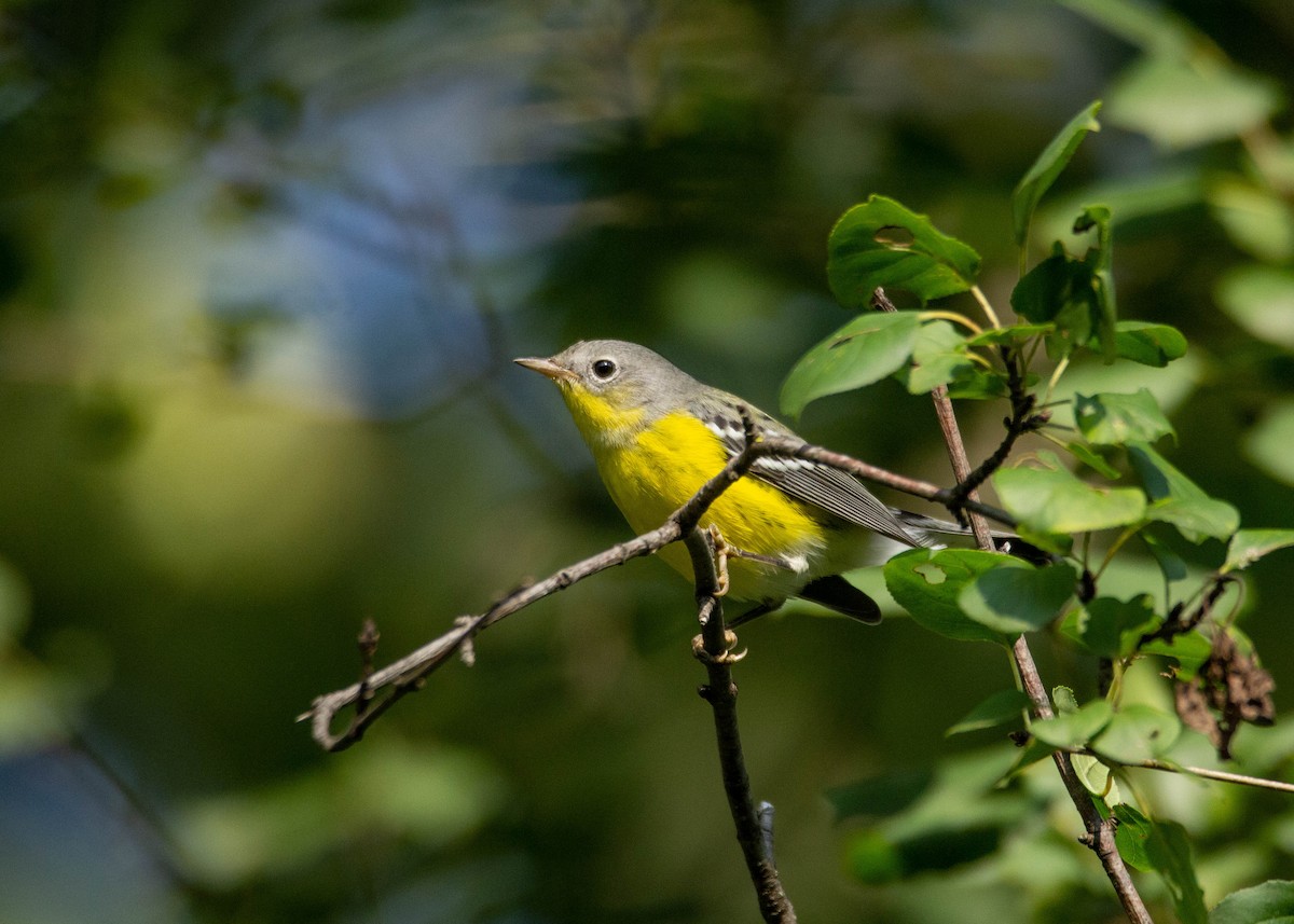 Magnolia Warbler - ML371719031