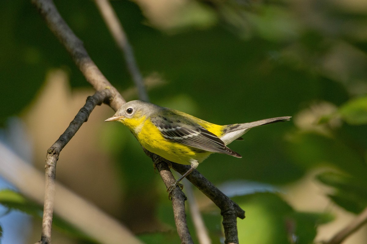 Magnolia Warbler - ML371719041