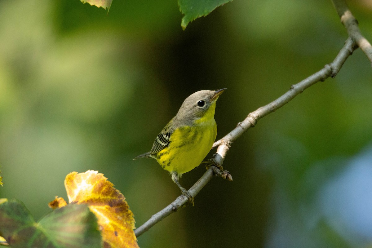Magnolia Warbler - ML371719051