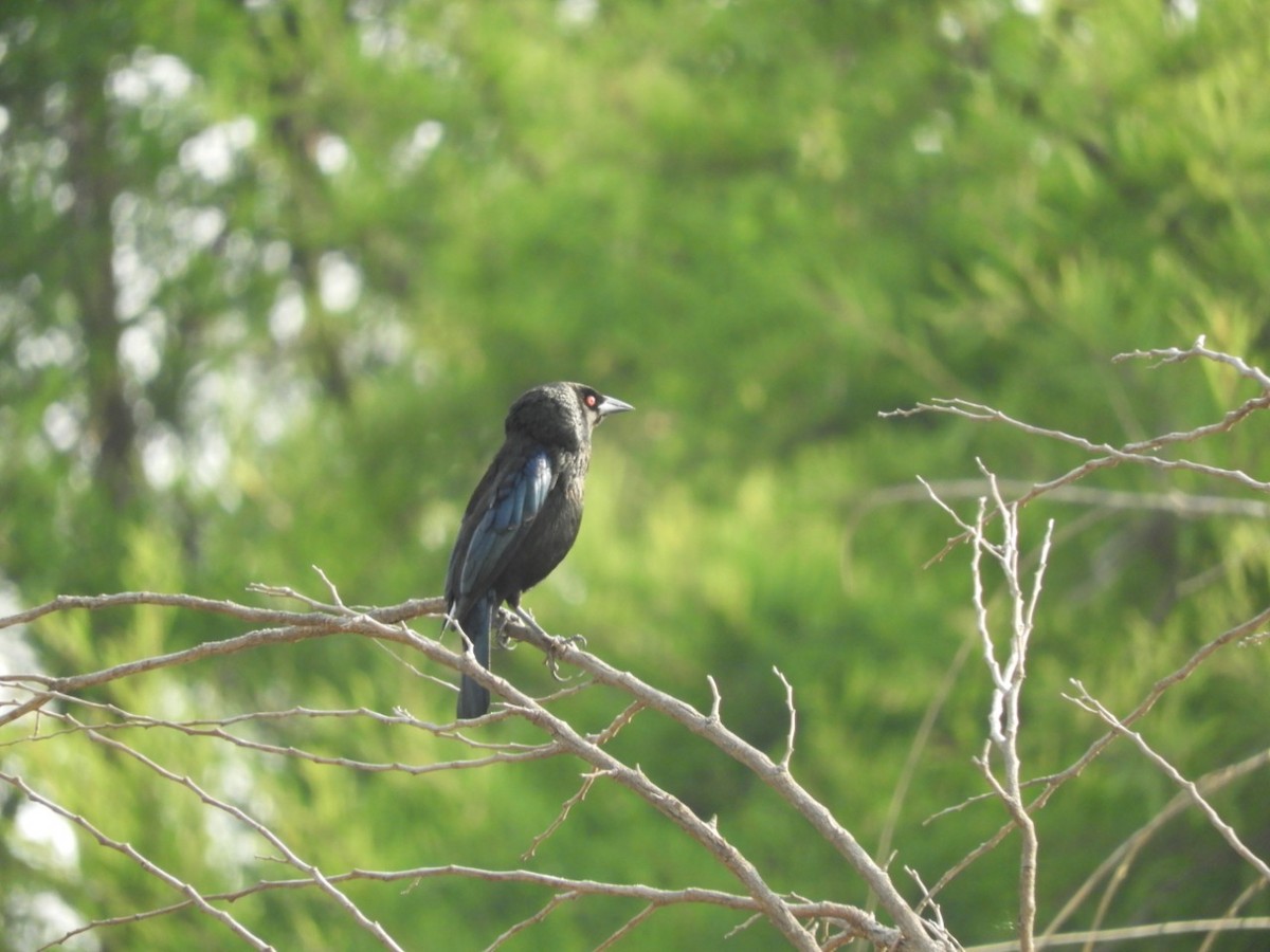 Bronzed Cowbird - ML371719351