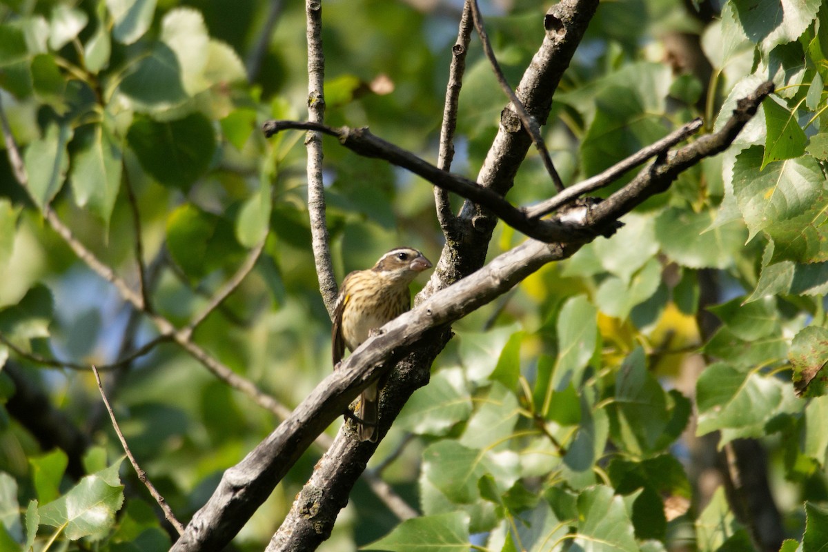 Rose-breasted Grosbeak - ML371719391
