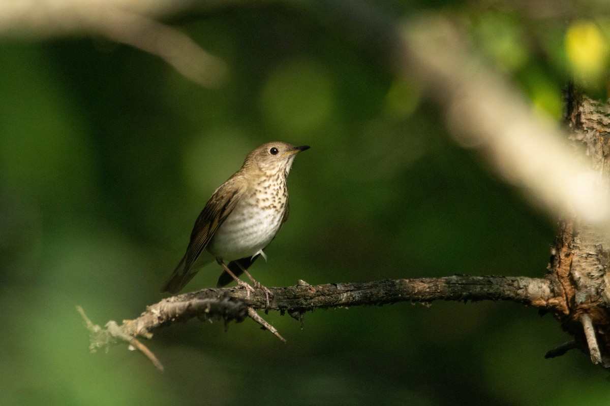 Gray-cheeked Thrush - ML371719541