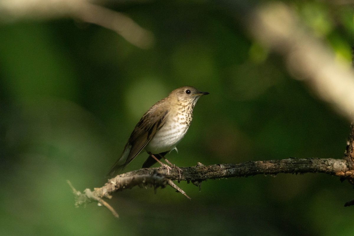 Gray-cheeked Thrush - ML371719551