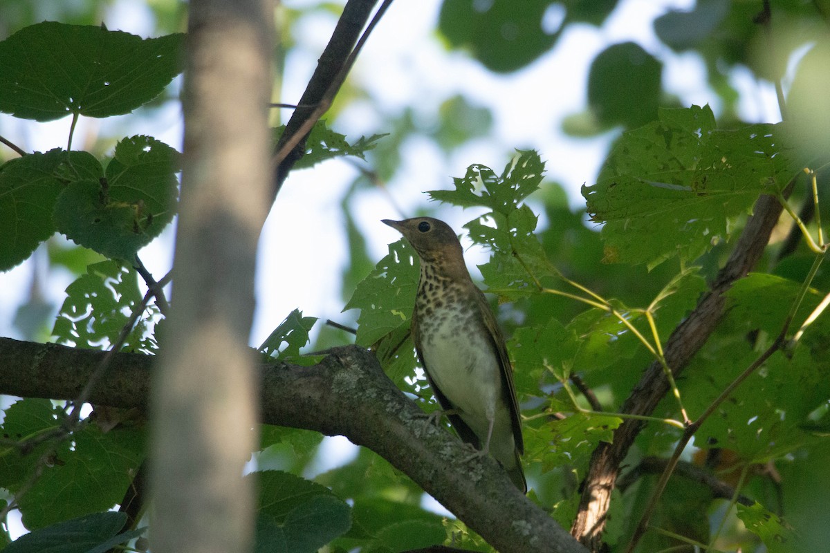 Swainson's Thrush (Olive-backed) - ML371719591