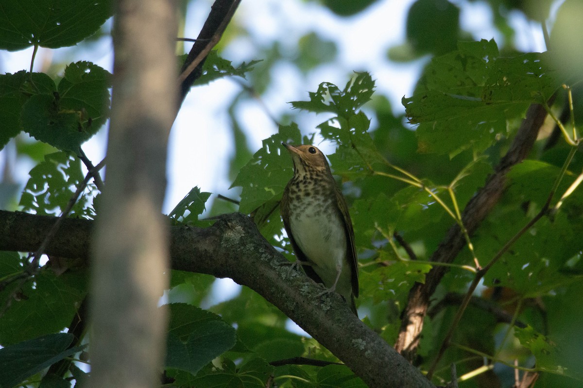 Swainson's Thrush (Olive-backed) - ML371719601