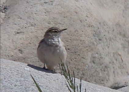 Minero Gris - ML371719821