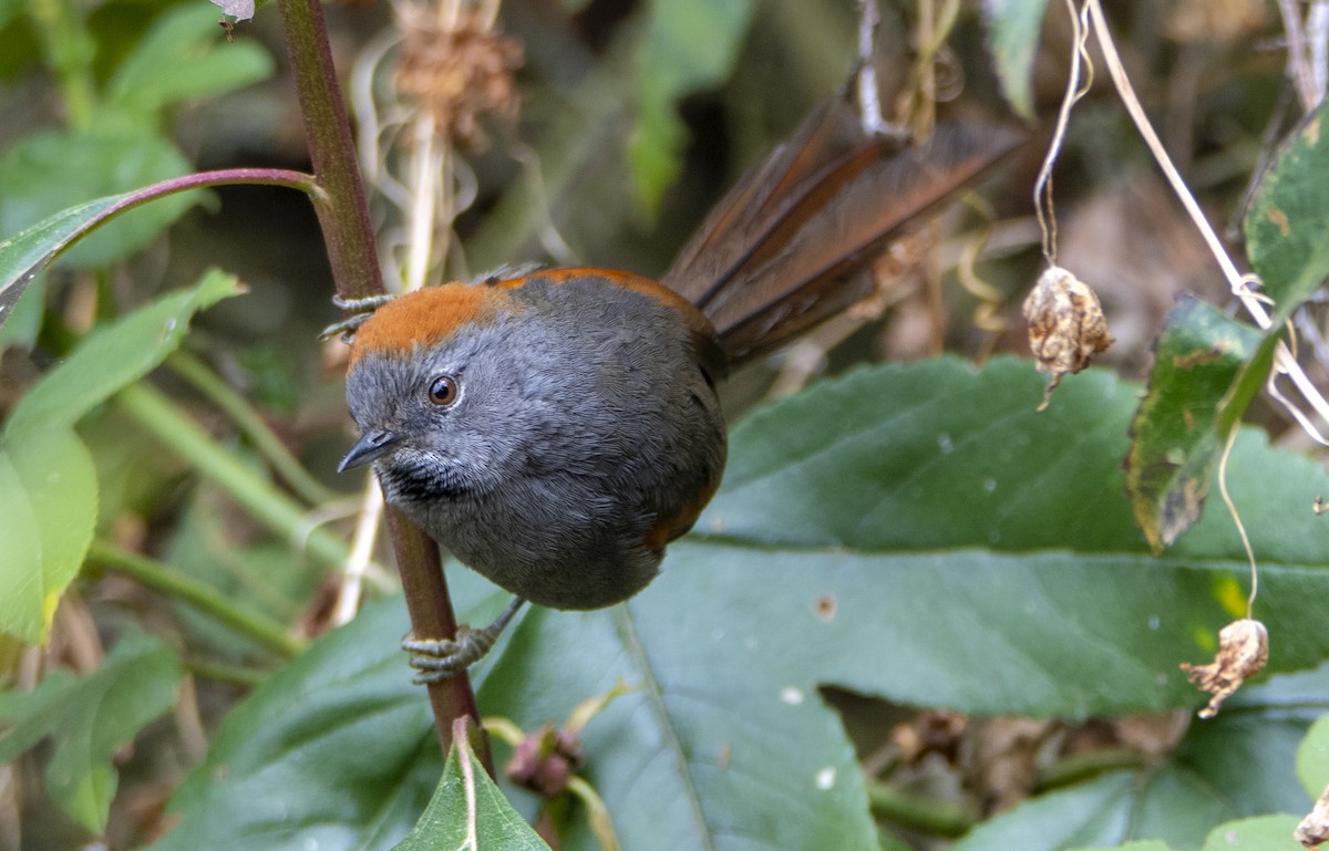 Apurimac Spinetail - ML371720691