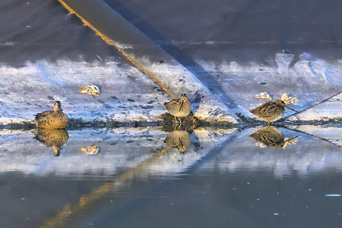 Wilson's Snipe - ML371720781