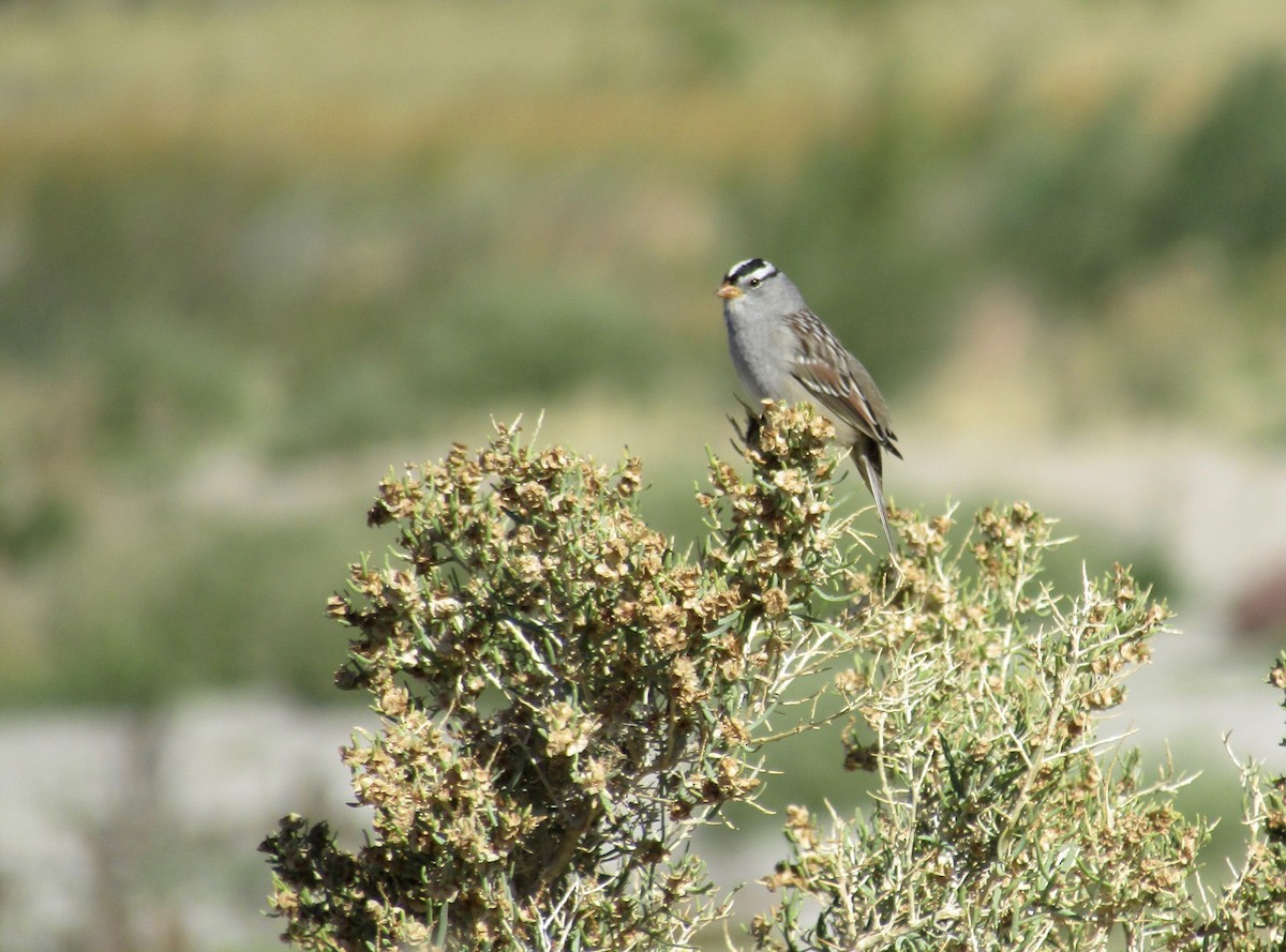 White-crowned Sparrow - Al Zerbe