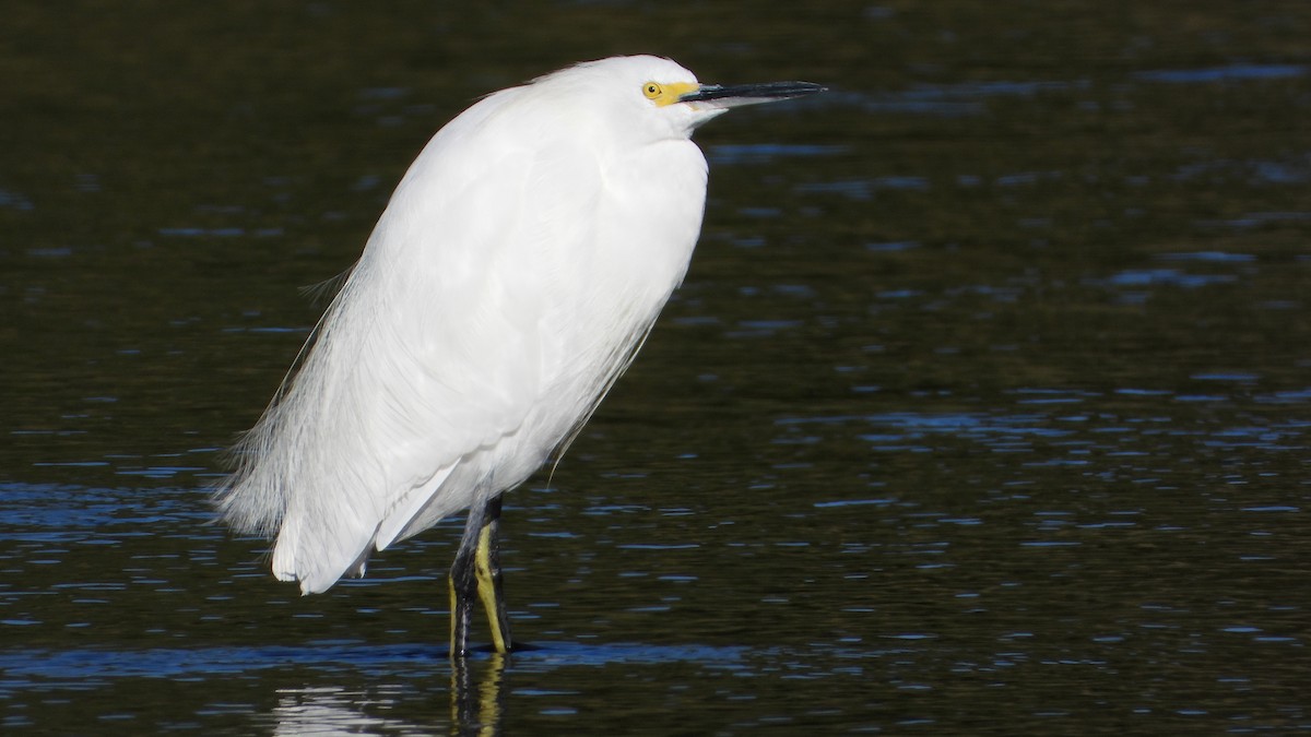 Snowy Egret - ML371721421