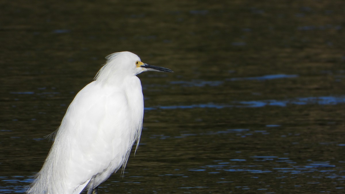 Snowy Egret - ML371721491