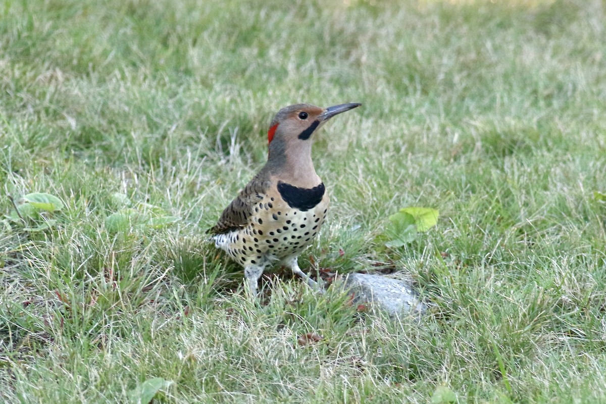 Northern Flicker (Yellow-shafted) - Gil Ewing