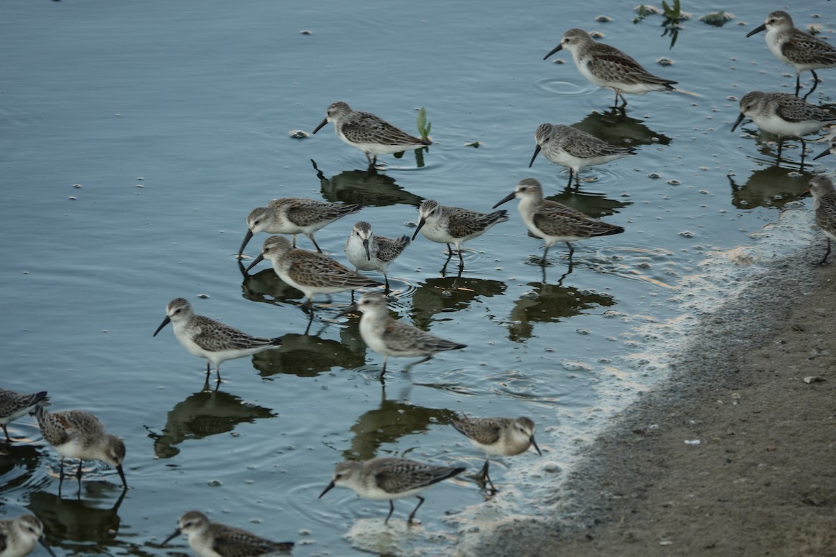 Western Sandpiper - Kurt Radamaker