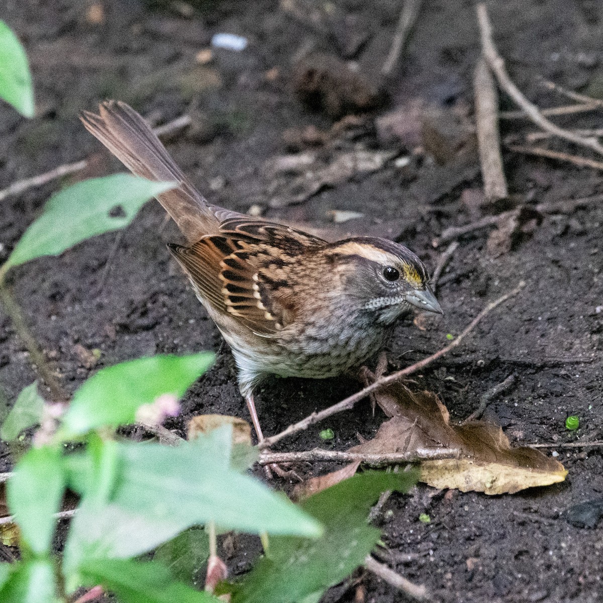 White-throated Sparrow - ML371724161