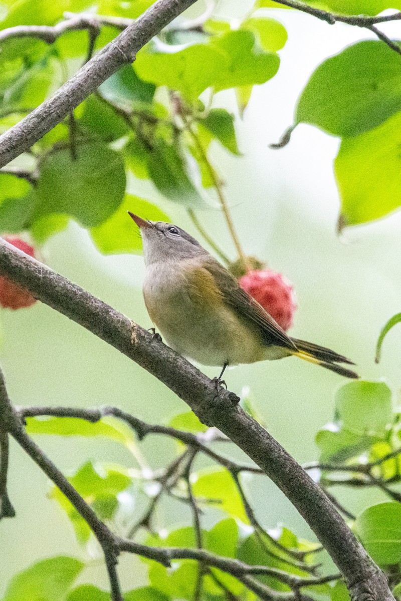 Paruline flamboyante - ML371724211