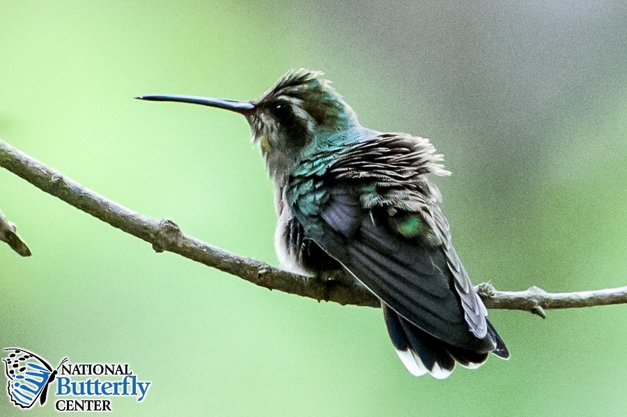 Broad-billed Hummingbird - ML371724471