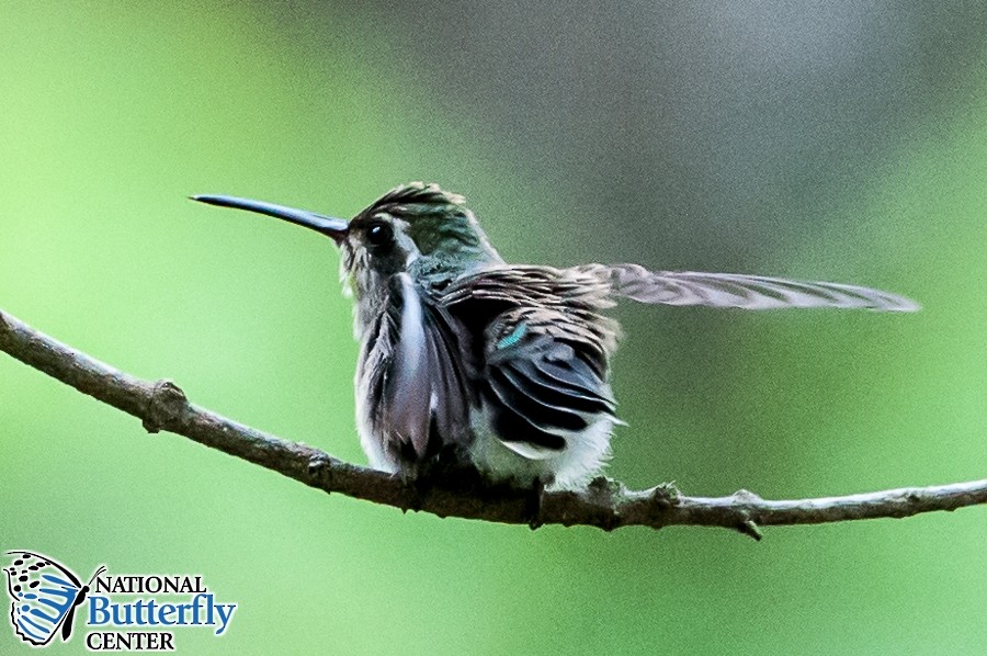 Broad-billed Hummingbird - ML371724481