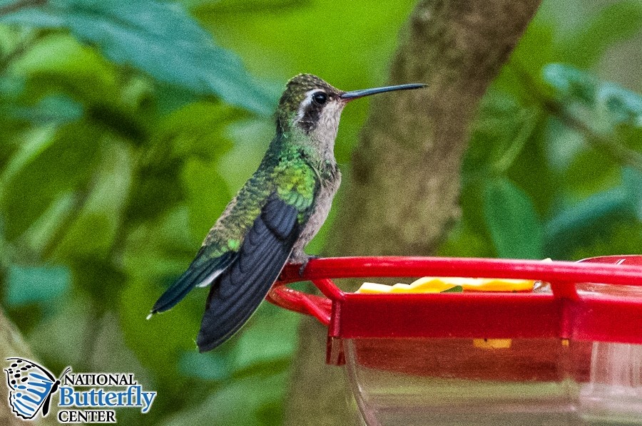 Broad-billed Hummingbird - ML371724501