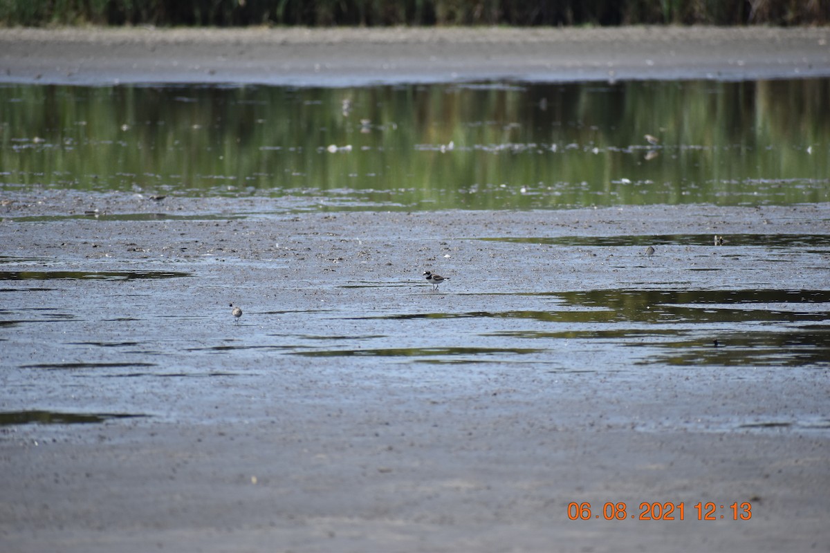 Semipalmated Plover - ML371725361