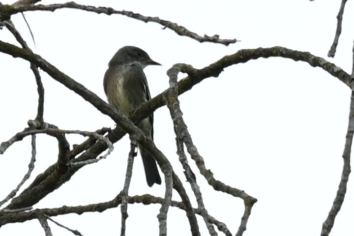 Western Wood-Pewee - ML371725841