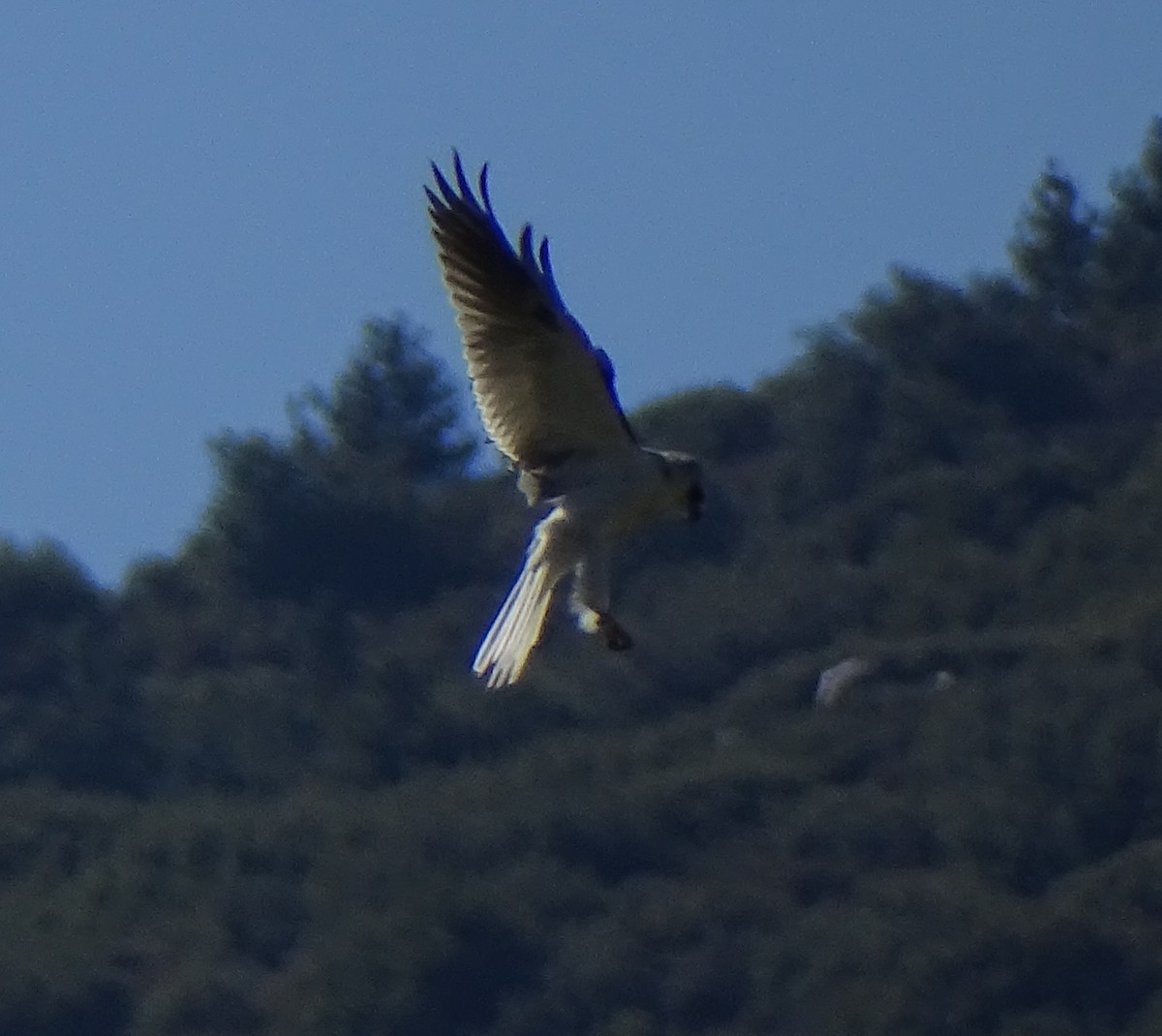 White-tailed Kite - Robin Roberts