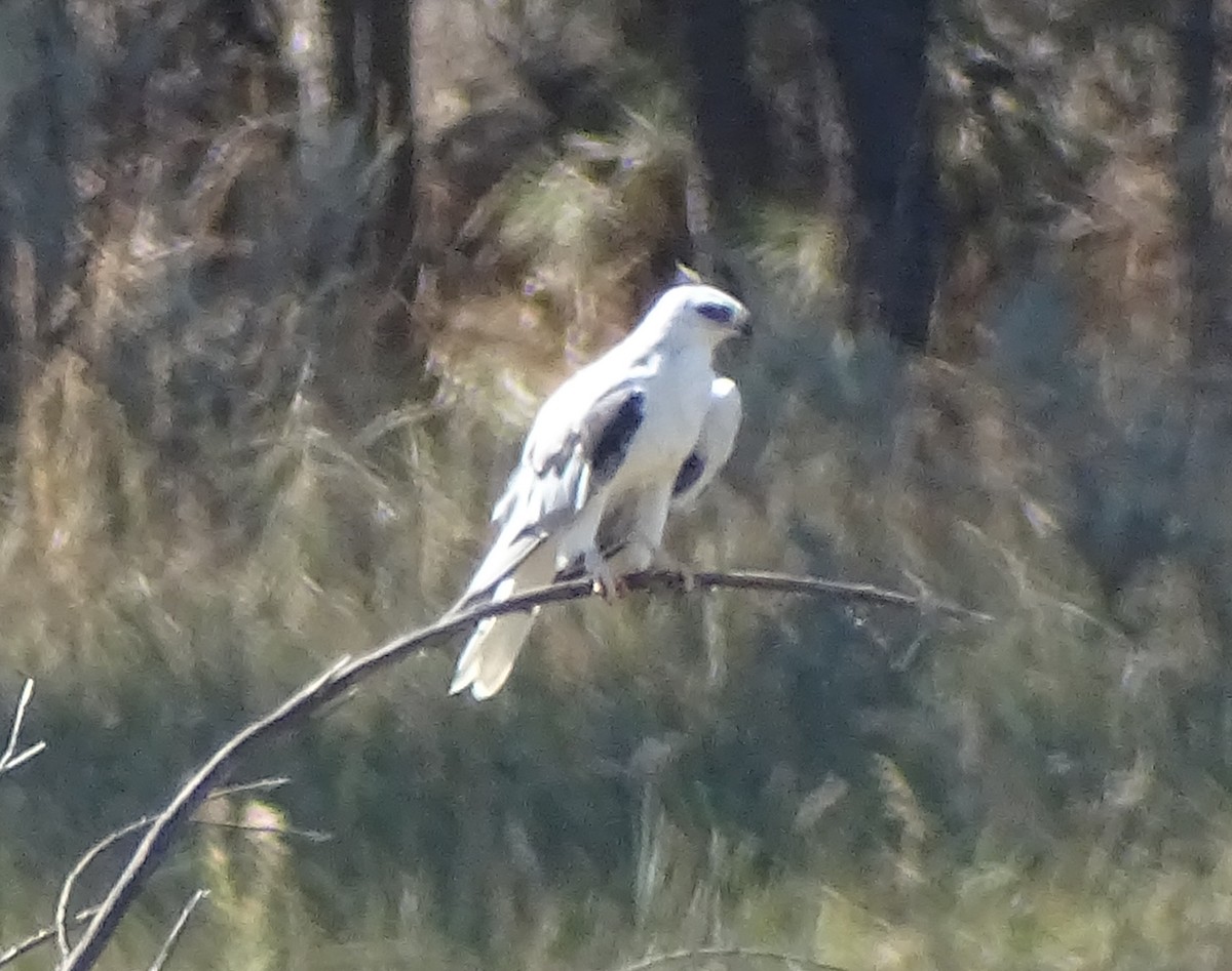 White-tailed Kite - Robin Roberts