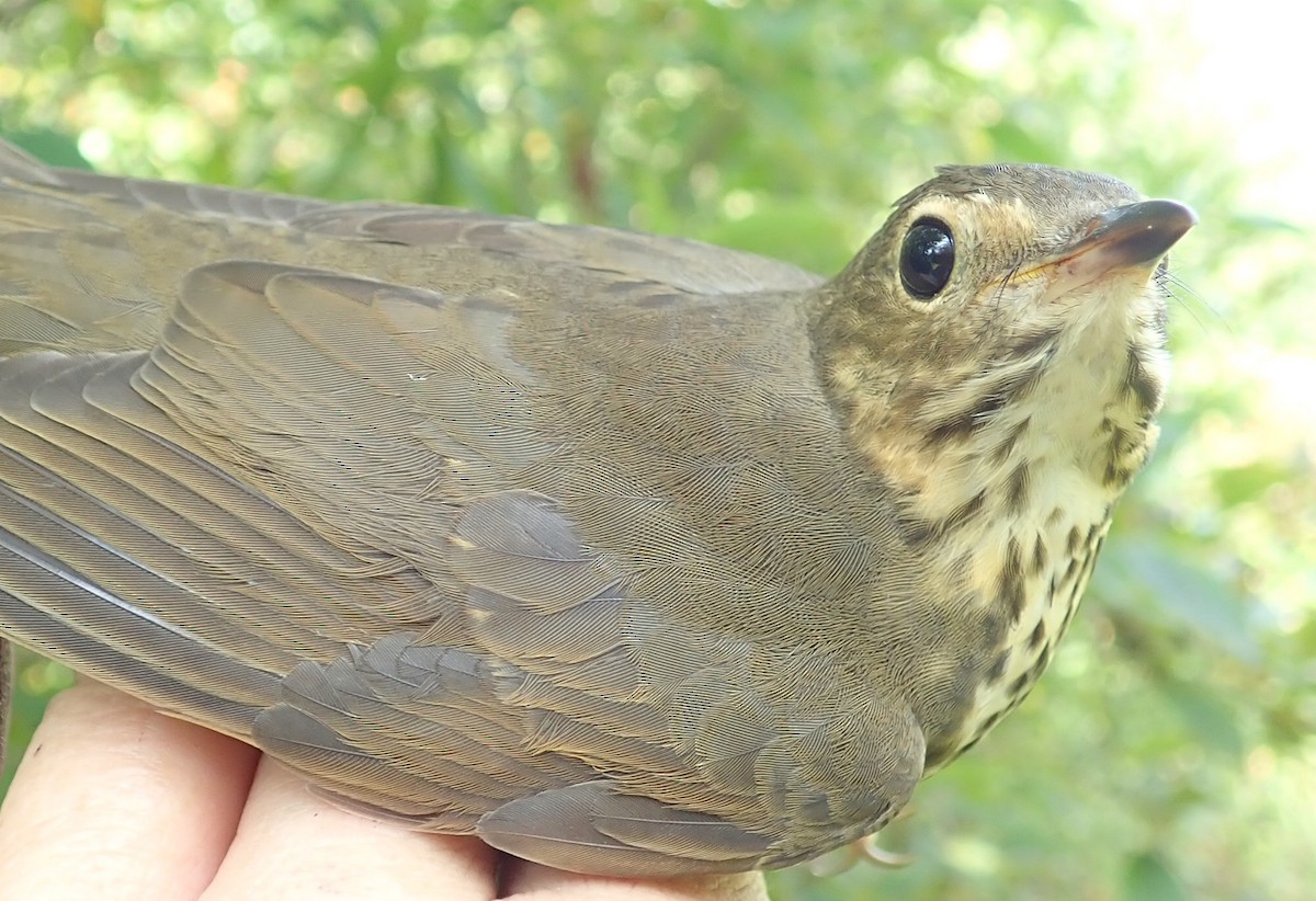 Swainson's Thrush - ML371728471