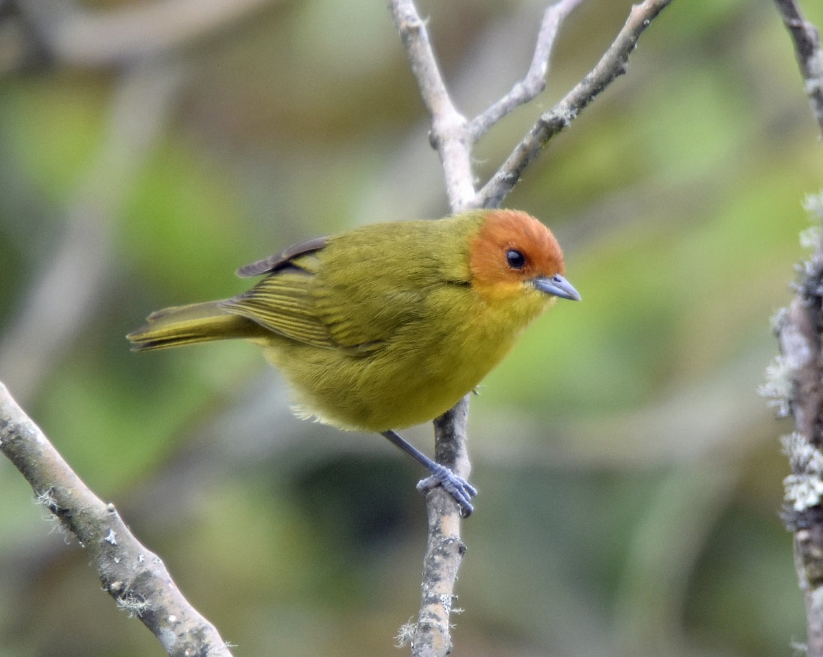 Rust-and-yellow Tanager - Tini & Jacob Wijpkema