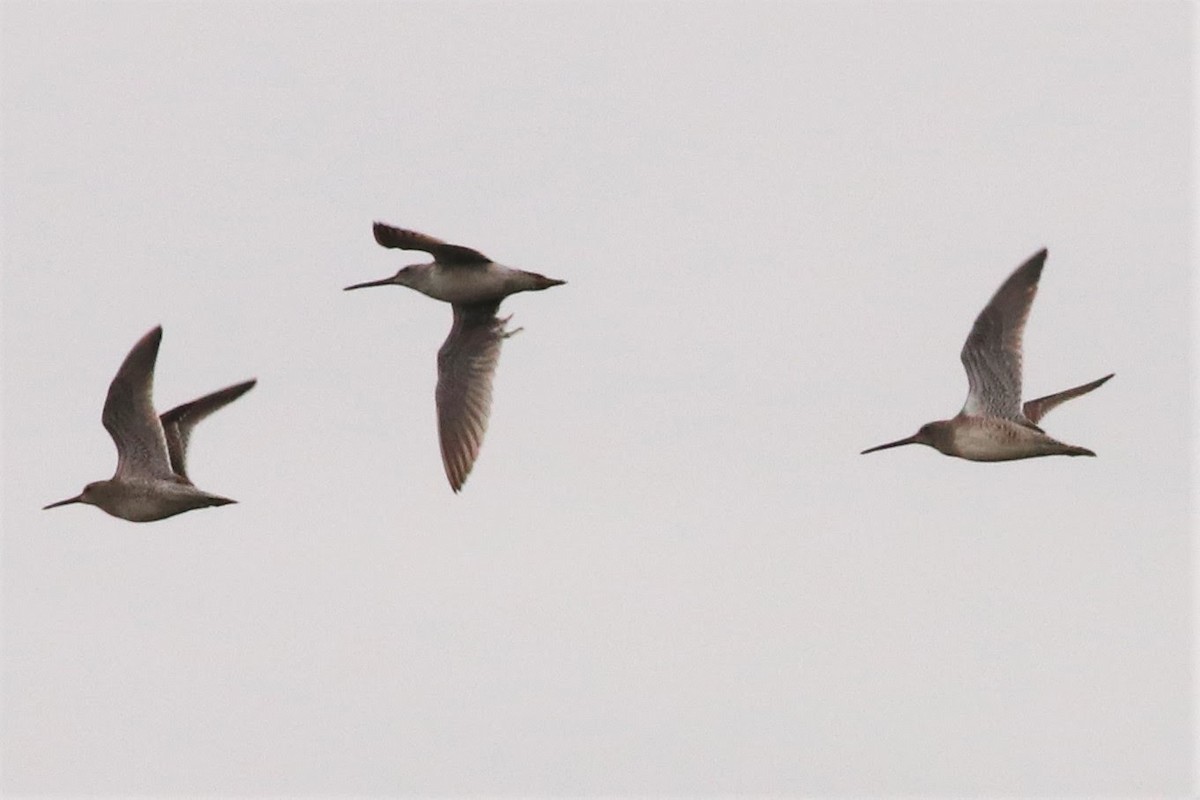 Long-billed Dowitcher - Brendan  Fogarty