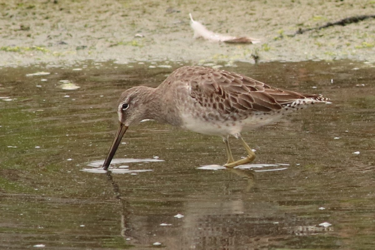 Long-billed Dowitcher - Brendan  Fogarty