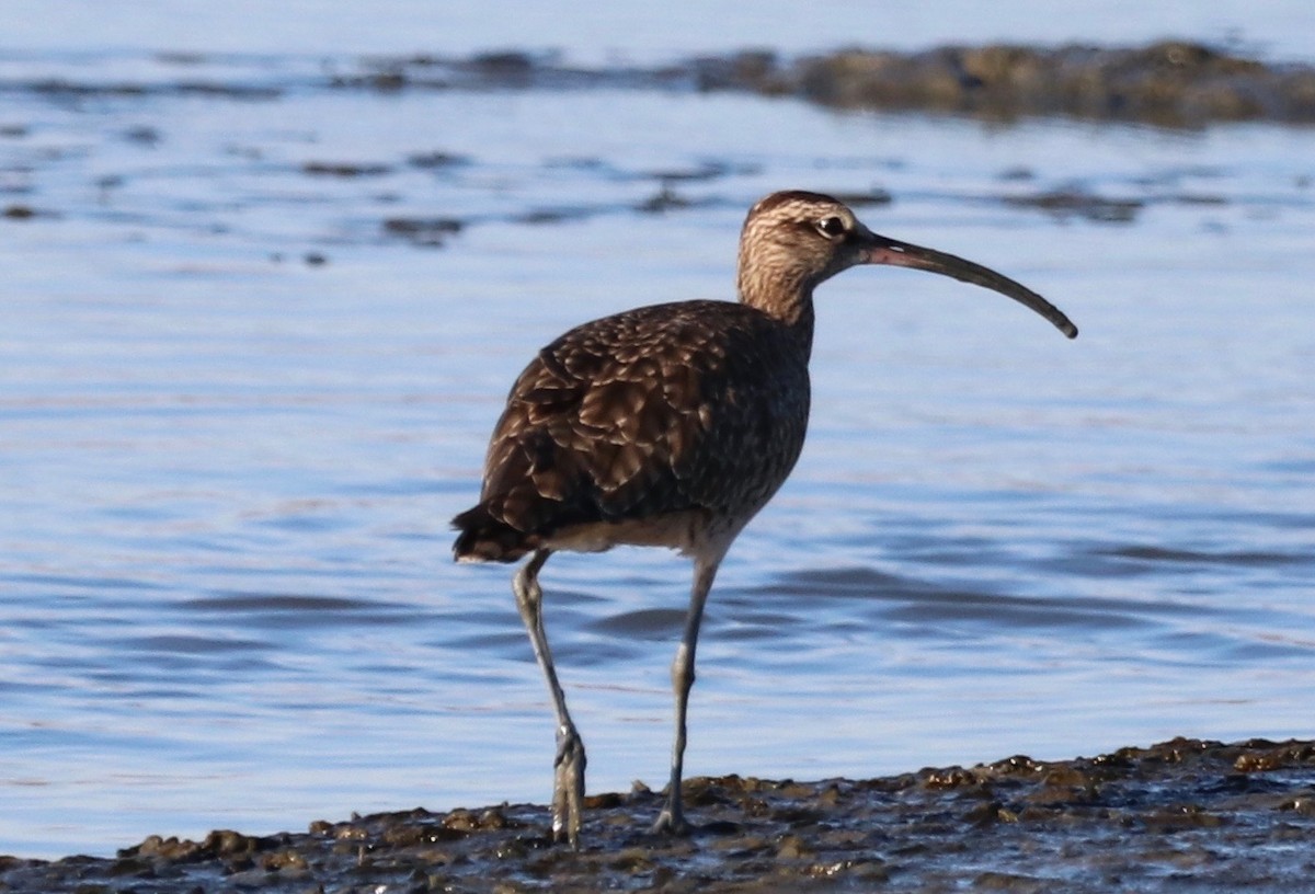 Whimbrel - ML371729651