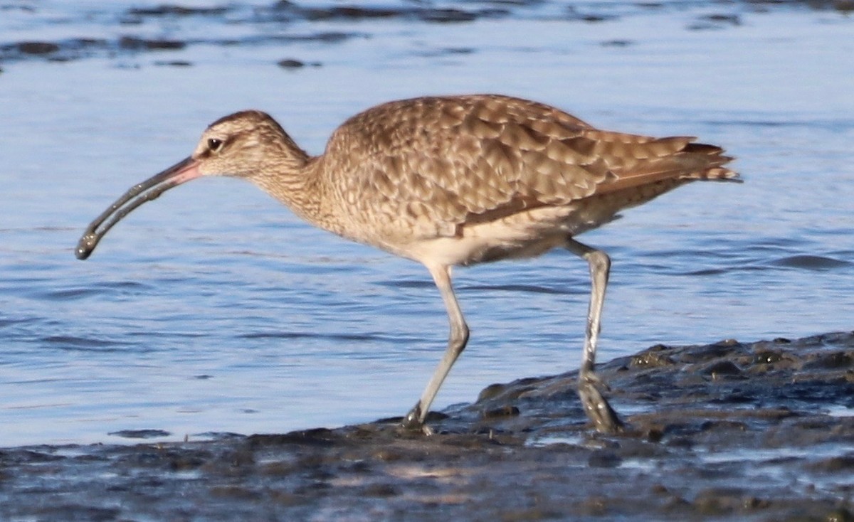 Regenbrachvogel - ML371729671